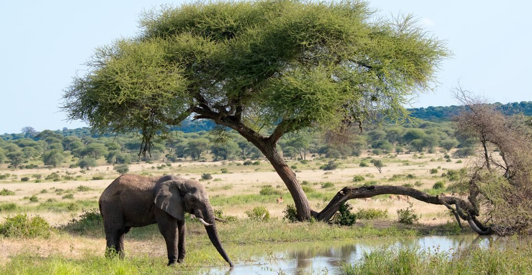 Best Time to Go on a Tanzania Safari Month-by-Month Guide