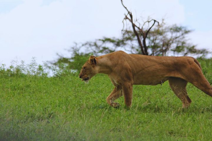 Tanzania Picture