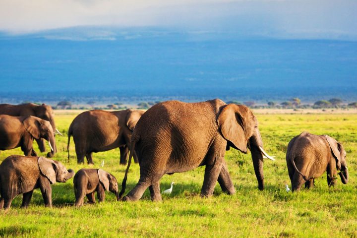 Tanzania Picture